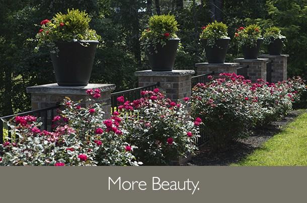 Chalfant Grove - Photo 7 of 9