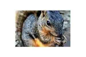 The Chase In The Village - Photo 3 of 18