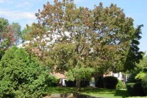 Minuteman Village - Photo 2 of 11