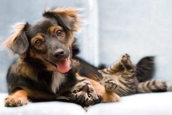 Mesa Park Apartments - Photo 2 of 11