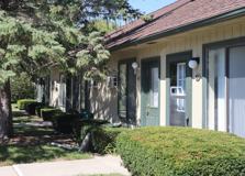 Green Pine - Photo 1 of 1