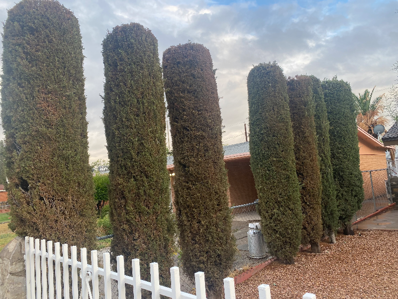 7116 Orange Tree Ln - Photo 4 of 24