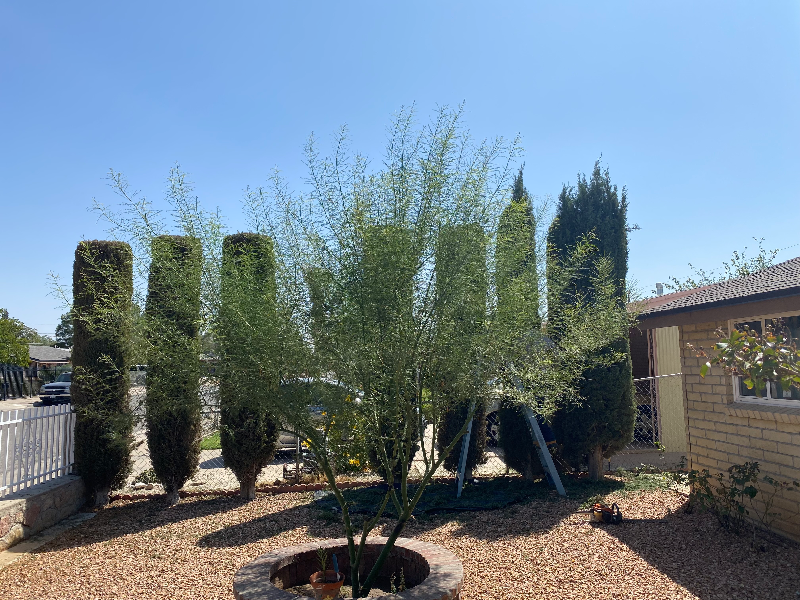 7116 Orange Tree Ln - Photo 6 of 24