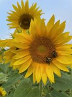 featured image of 1205 Steenrod Ave #NA