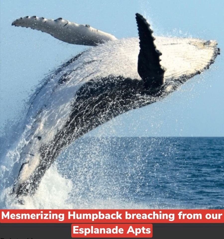 Marina Bay Club Apts - Photo 7 of 33