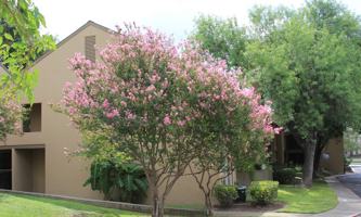 featured image of Hillcrest & Gentleman #165