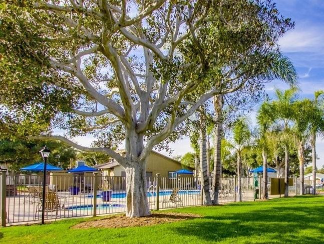 Mesa Village Apartments - Photo 6 of 11