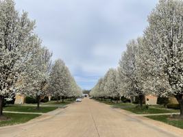 featured image of 4244 Fatima Drive #3