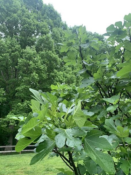 1157 Woodwinds Dr #NA - Photo 5 of 19