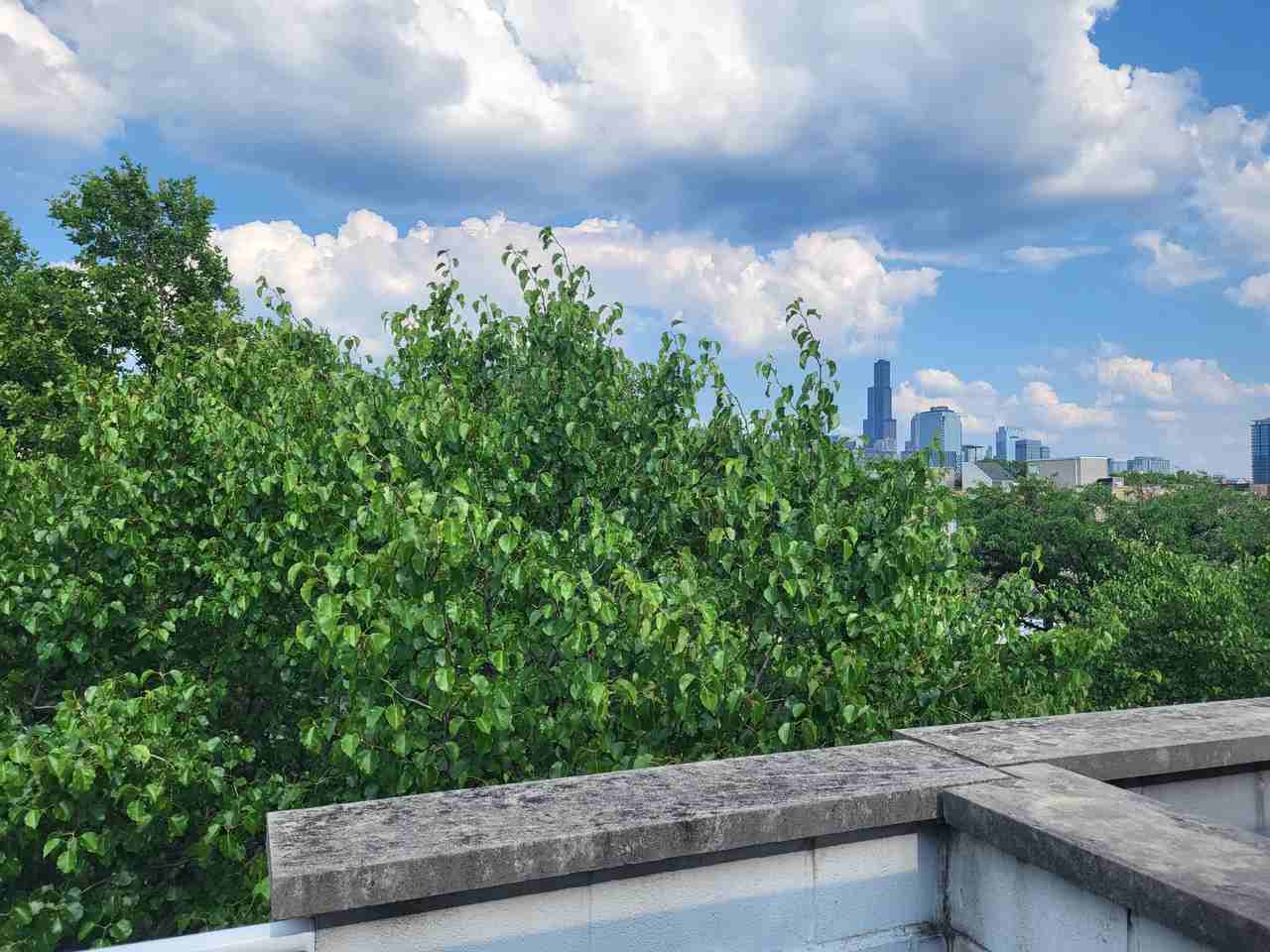 656 N Armour St #NA - Photo 3 of 7