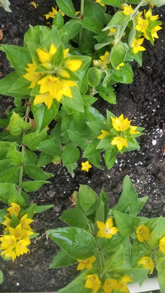 418 Chautauqua St #NA - Photo 3 of 10