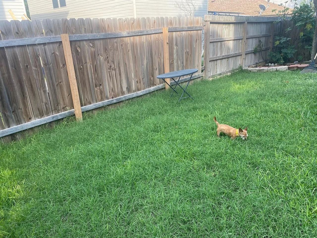 2219 Boxer Palm - Photo 2 of 18