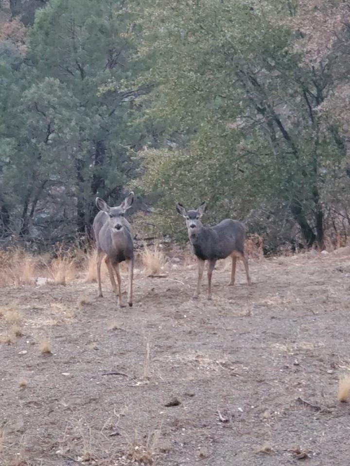 1360 Copper Canyon Dr - Photo 6 of 11