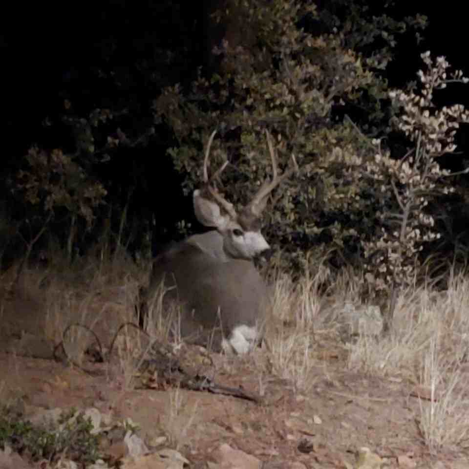 1360 Copper Canyon Dr - Photo 7 of 11