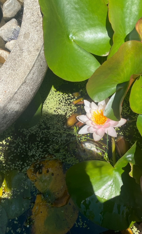 7766 Southwest Bayberry Drive