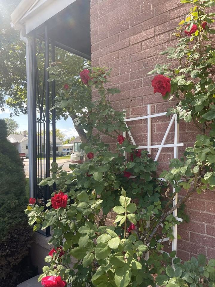 Rooms for Rent in Adorable Down Town Cedar City Home - Photo 2 of 24