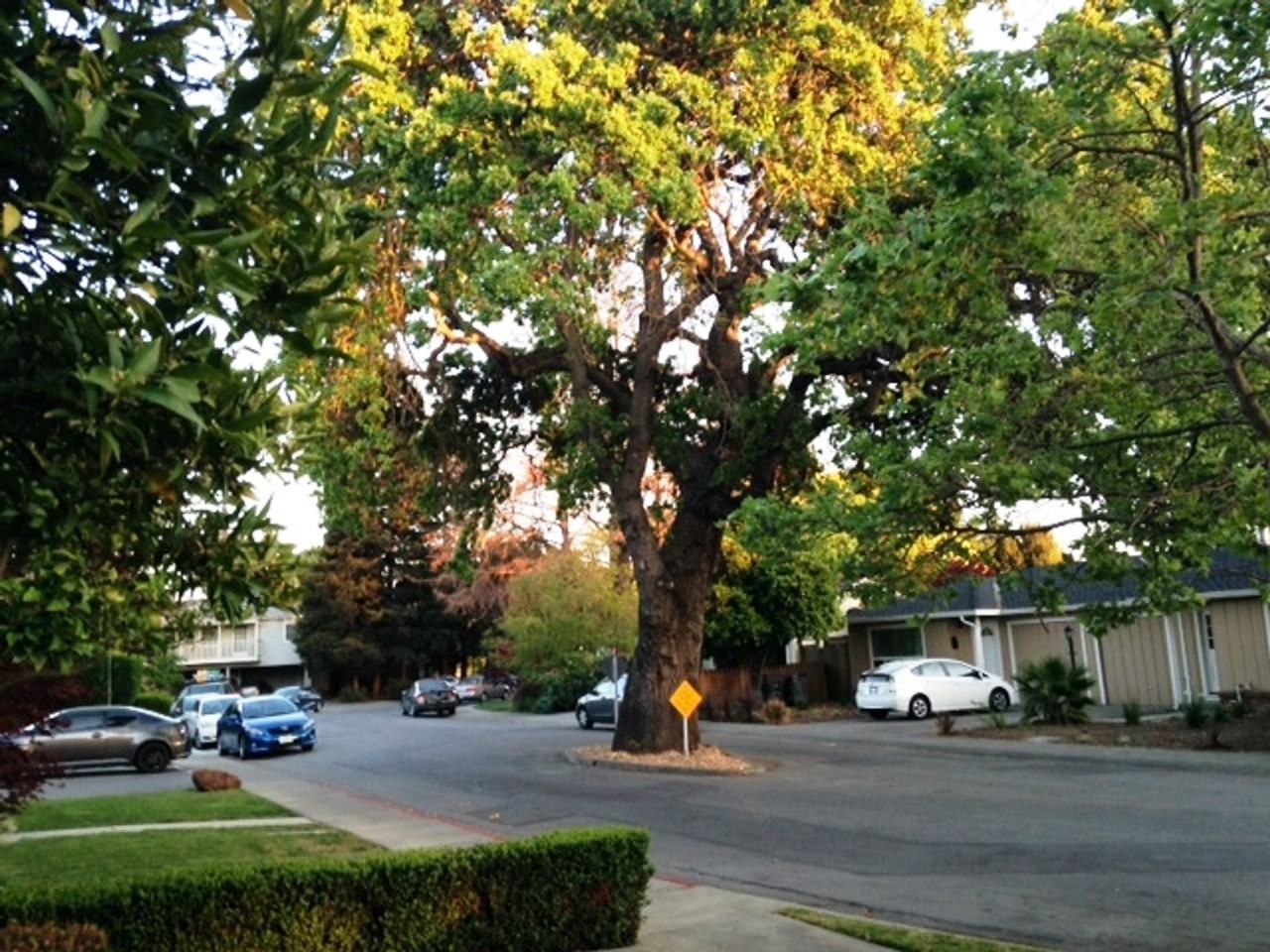 9003 - PARK, MOUNTAIN VIEW - Photo 4 of 4