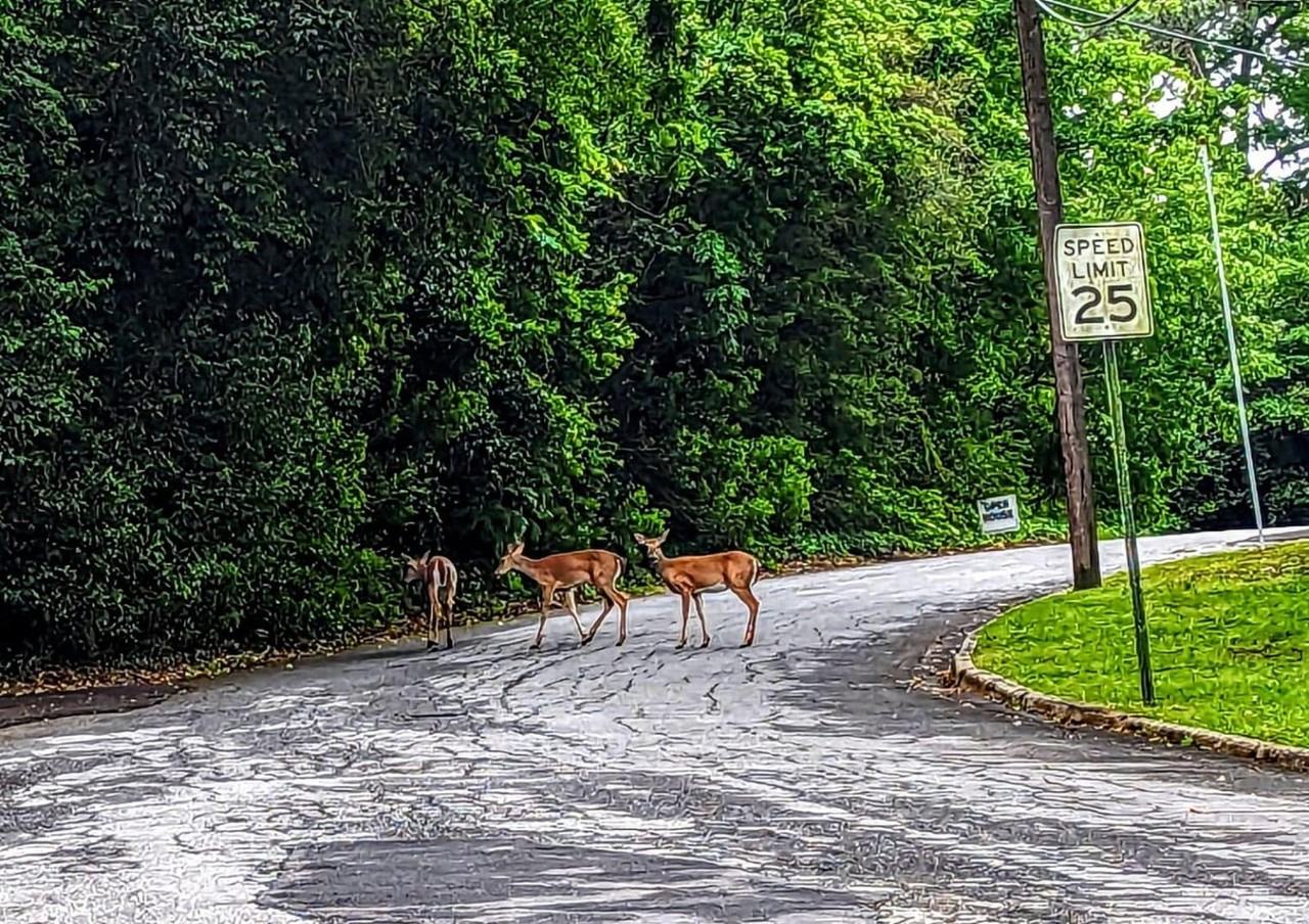 Historic Brookwood - Photo 6 of 50