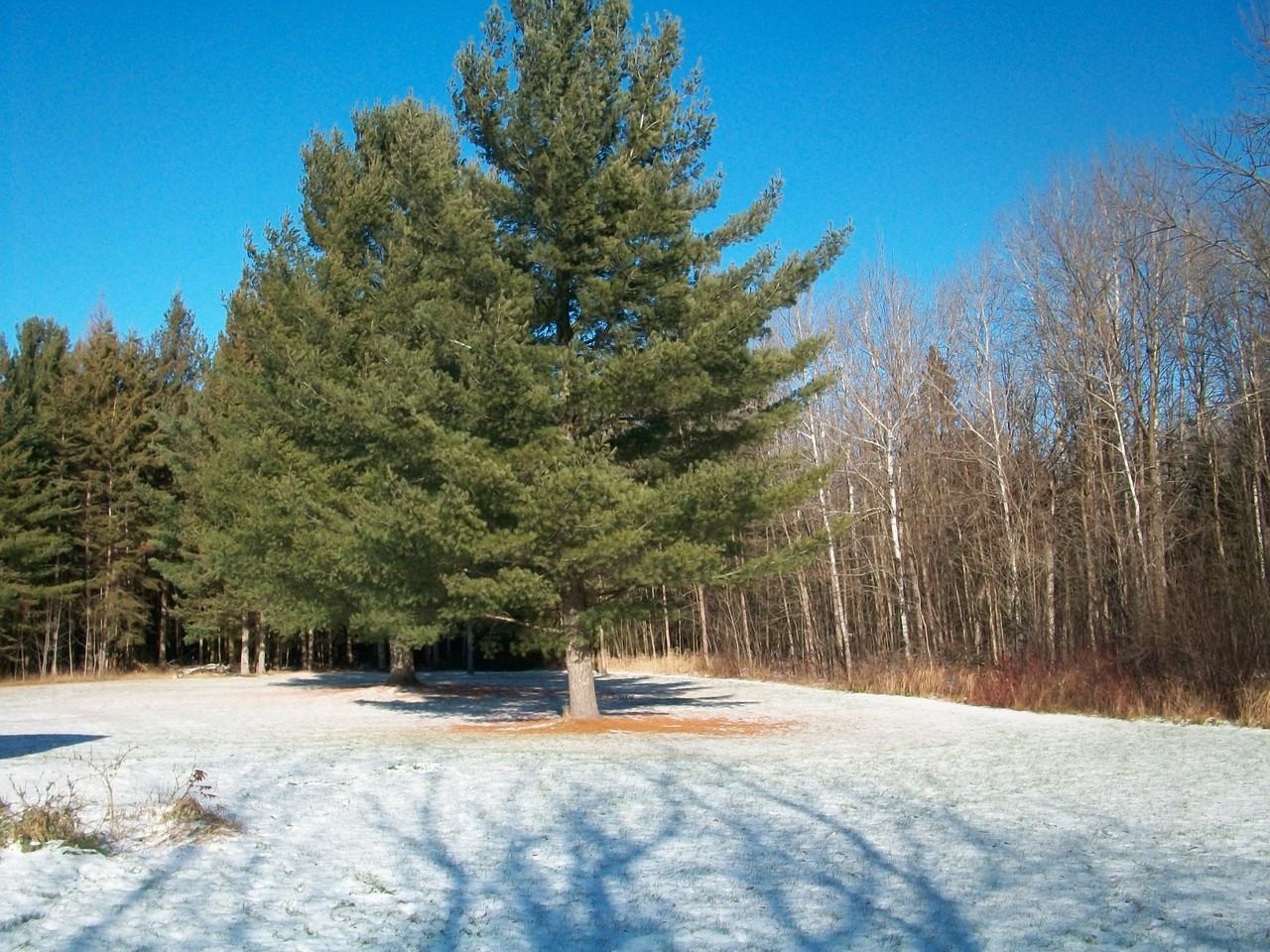 451 Trout Lake Rd - Photo 3 of 5