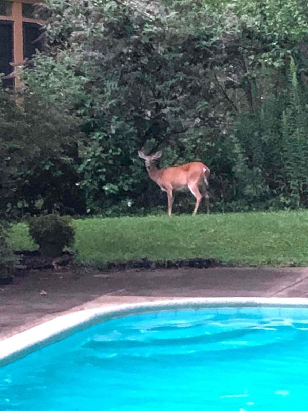 1365 Elmstead Rd #REAR - Photo 5 of 18