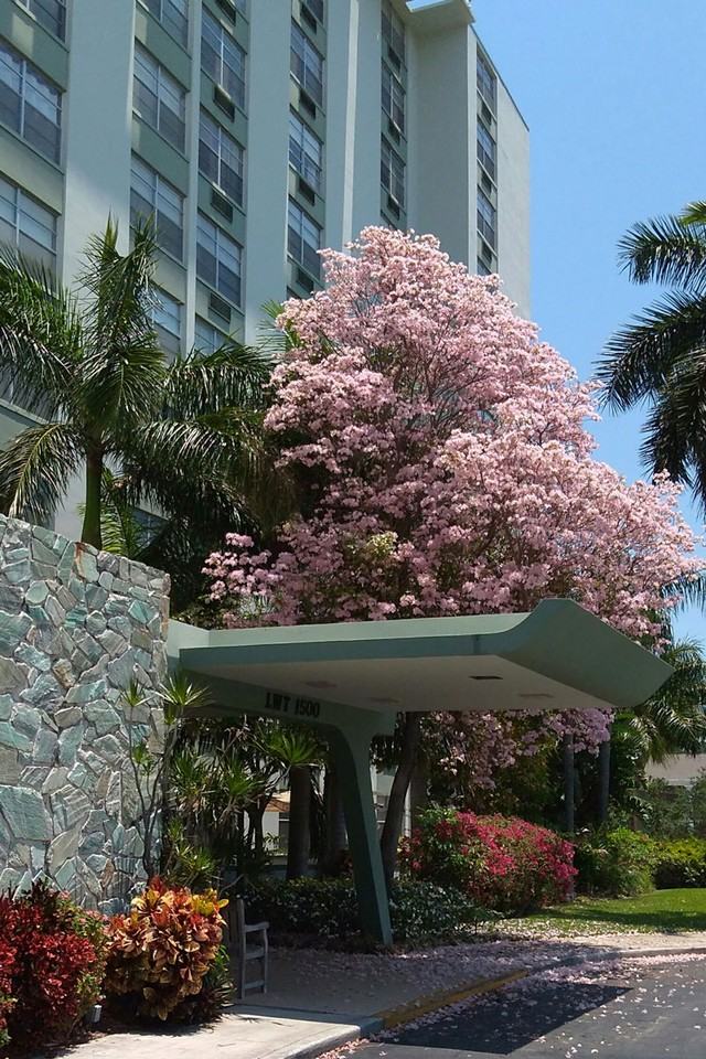 Lake Worth Towers - Photo 2 of 3