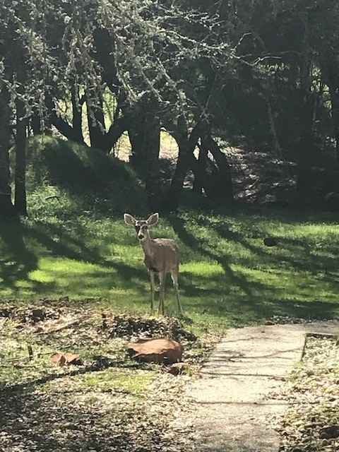 12760 Golden Trout Way - Photo 2 of 16