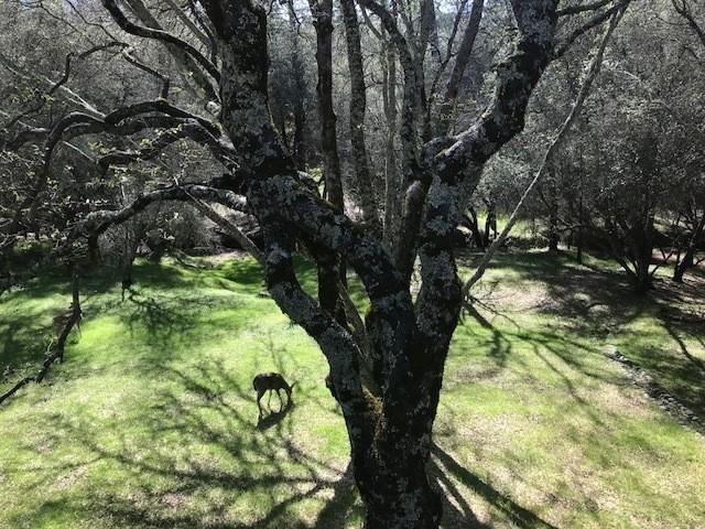 12760 Golden Trout Way - Photo 4 of 16