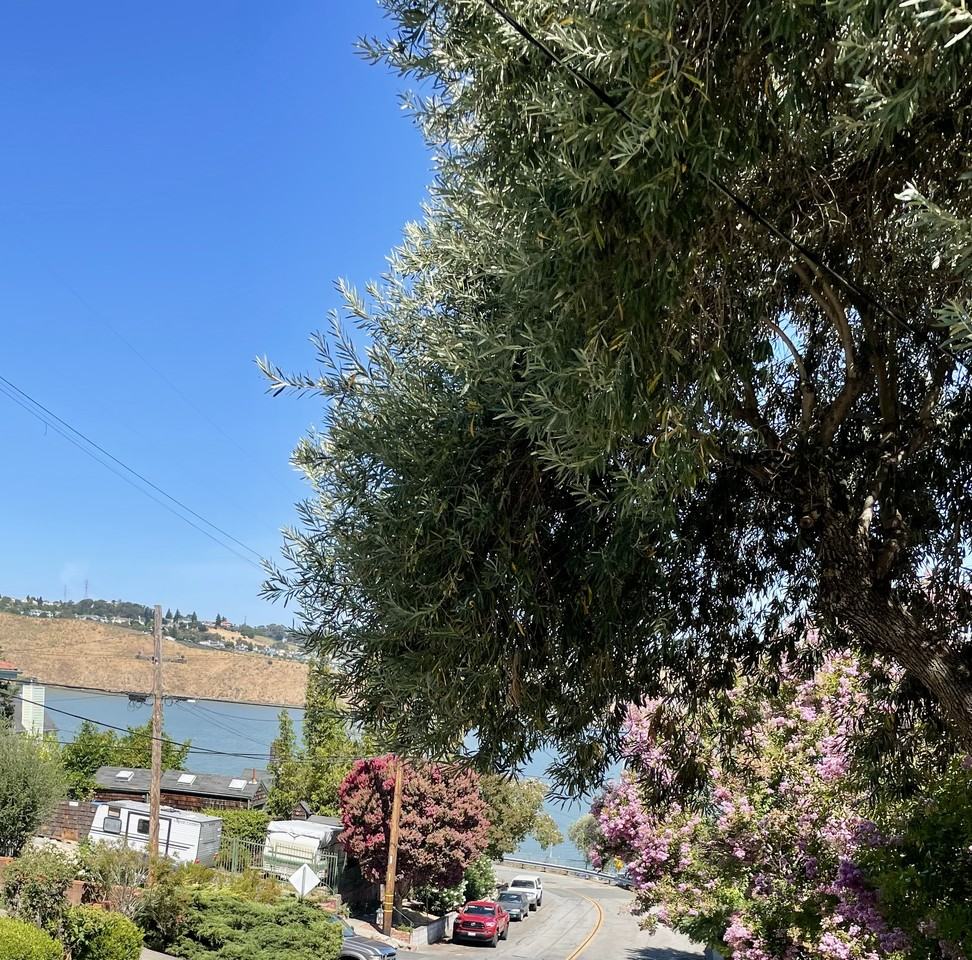 419 Vallejo Street - Photo 6 of 17