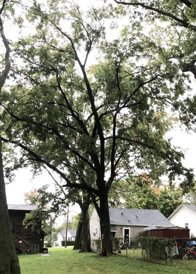 521 Morton Ave - Photo 2 of 24