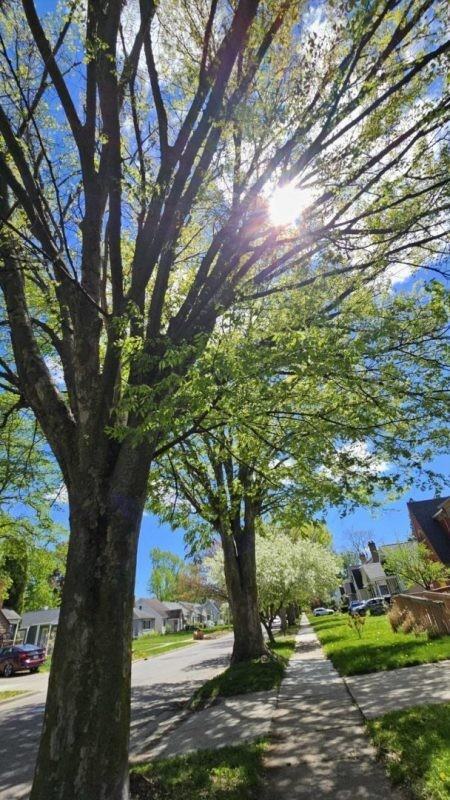 1141 Cleo St - Photo 6 of 14