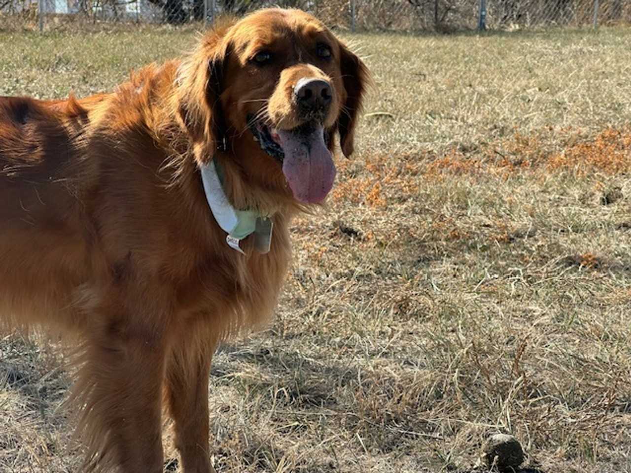 Mosaica - Photo 5 of 6