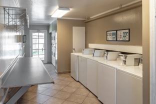 Olive Tree - Photo 1 of 1