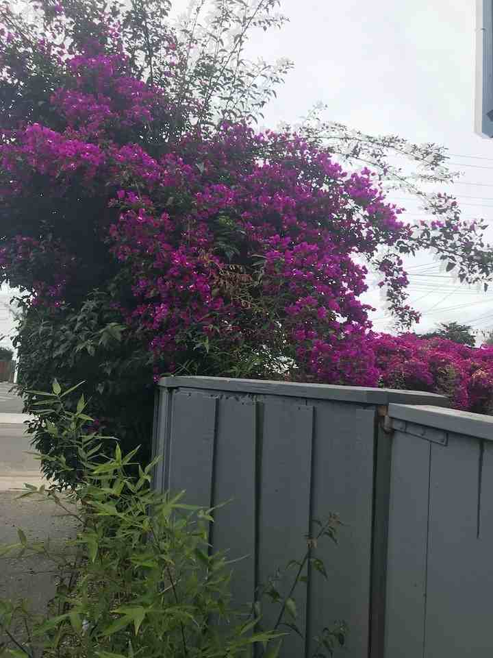 6764 Del Playa - Photo 2 of 45