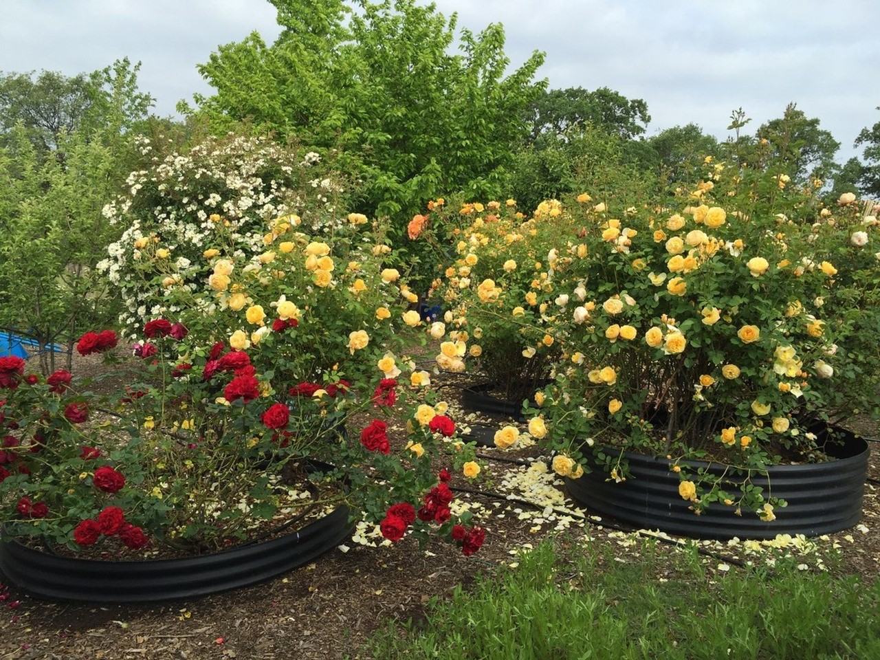 15225 Monte Vista Dr - Photo 6 of 45