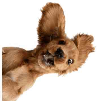 Brazos Residential Management, LLC 4 of 4