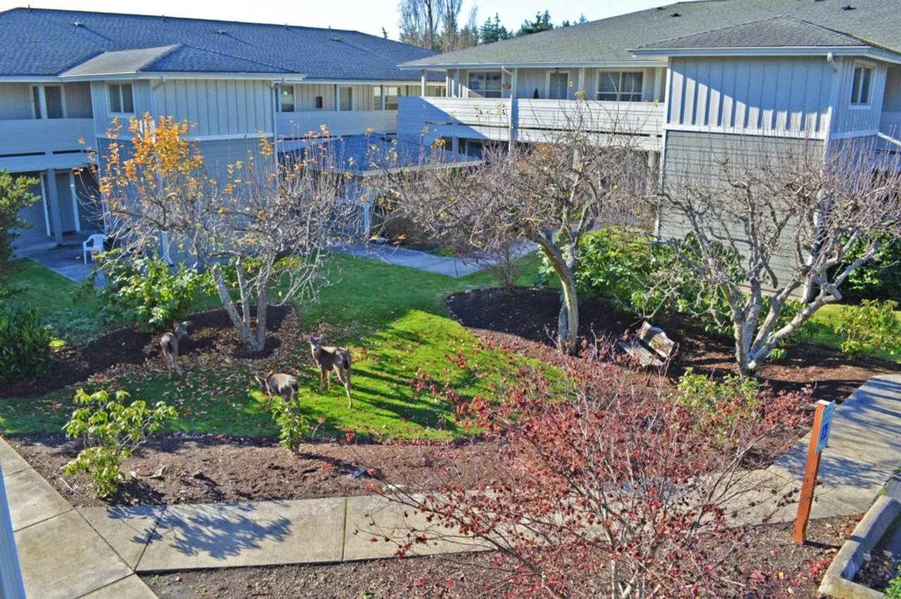 Puget Sound Apartments - Photo 3 of 21