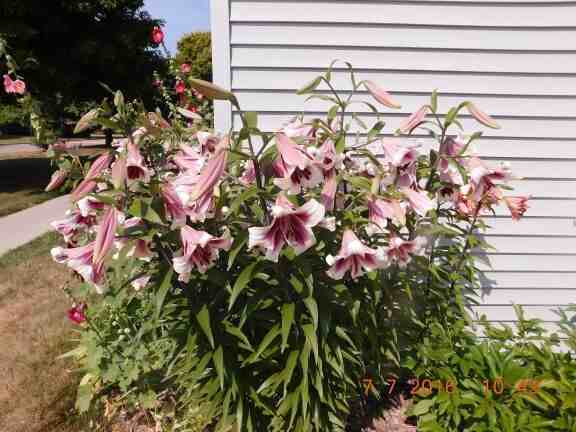 Riverwalk Apartments (Lowell) - Photo 4 of 12