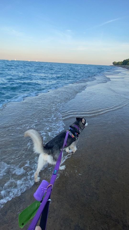 City Studio at The Commodore - Photo 3 of 9