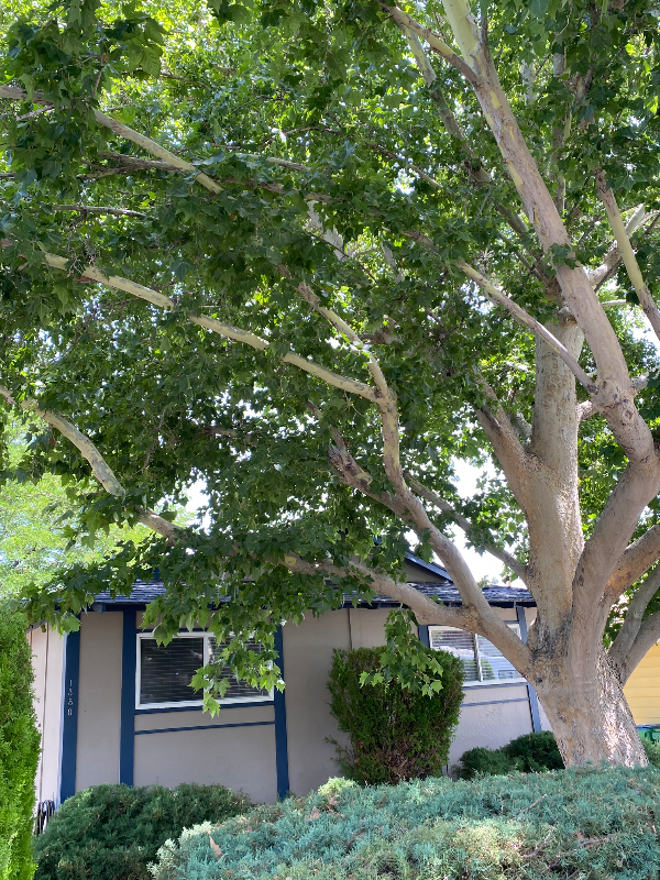 1380 Surf Way - Photo 5 of 7