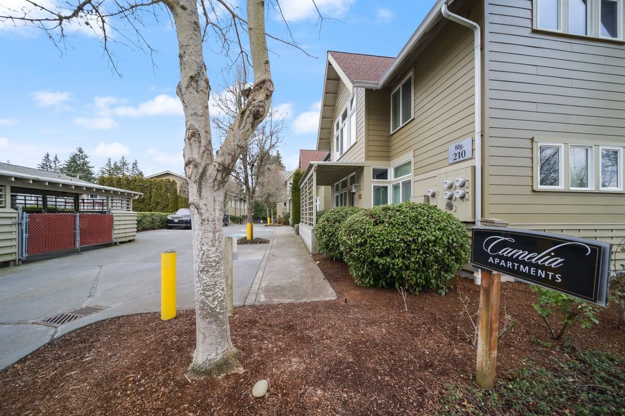 Camelia - Photo 5 of 10