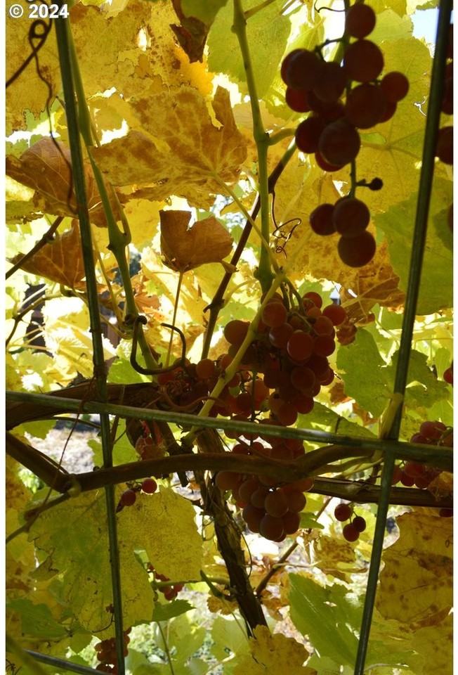 118 Park Ave - Photo 3 of 29