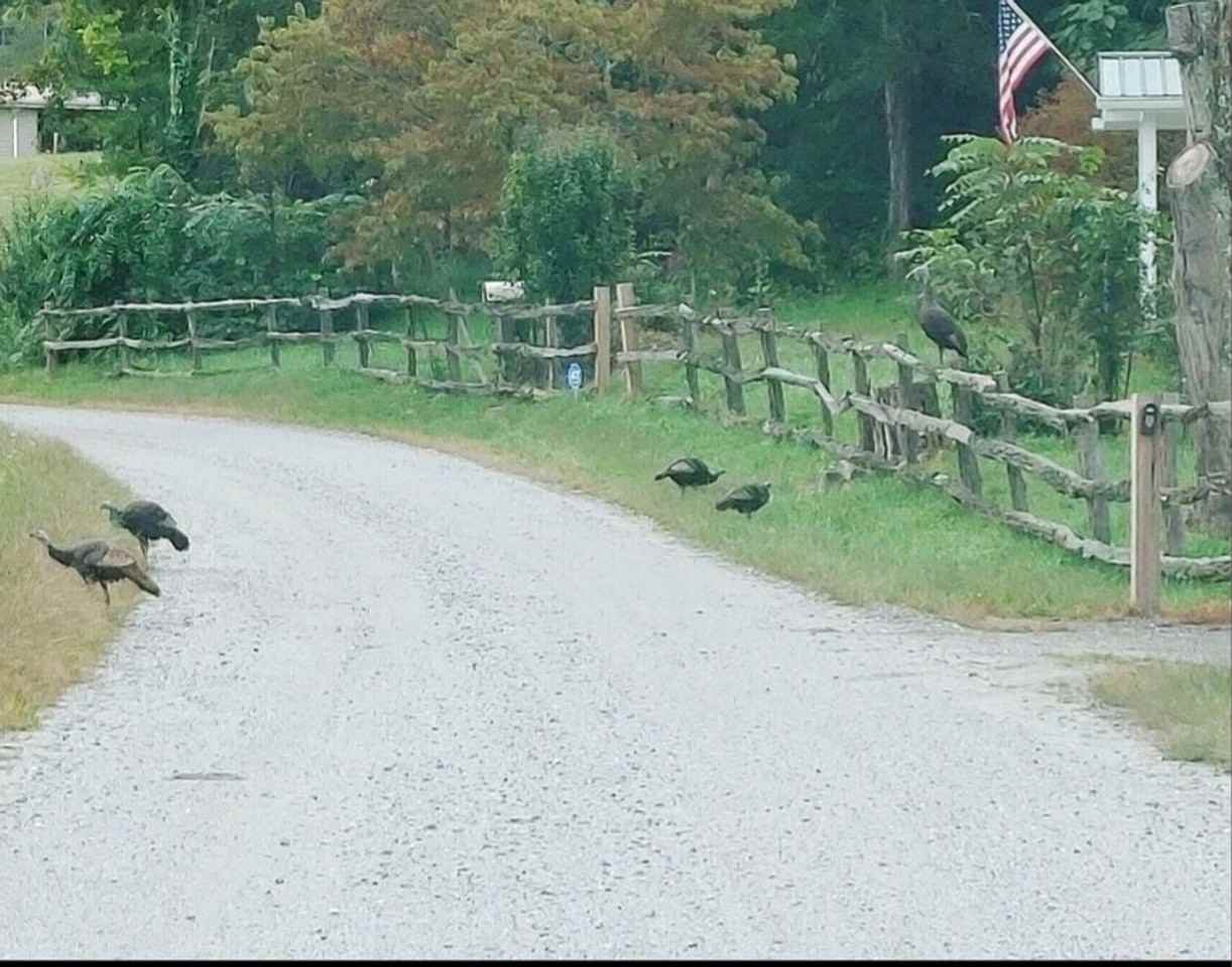 50 Hampton Place Rd - Photo 3 of 19