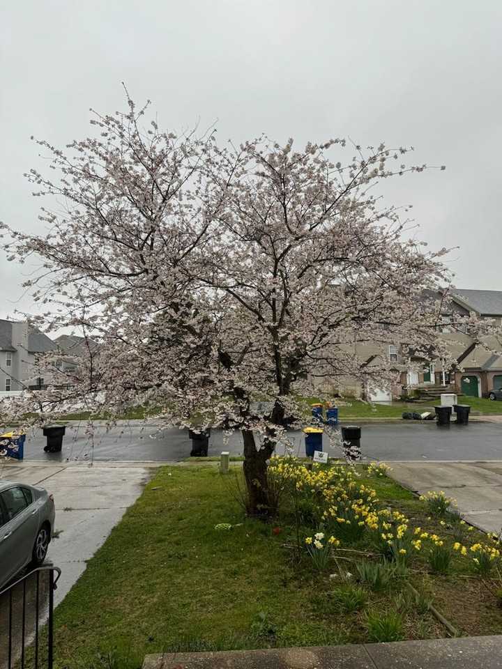 403 Charring Cross Dr - Photo 3 of 28