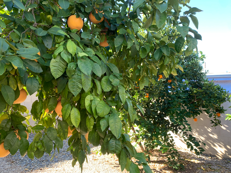 131 W Armijo St - Photo 2 of 18