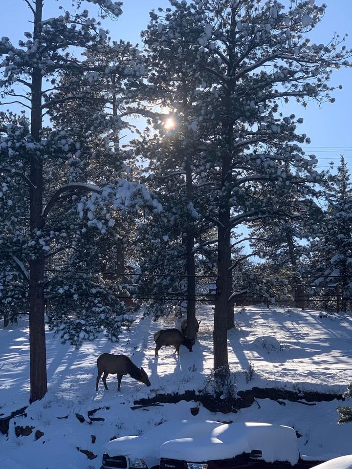 Perch Apartments: Your Perfect Mountain Escape in Evergreen - Photo 7 of 11