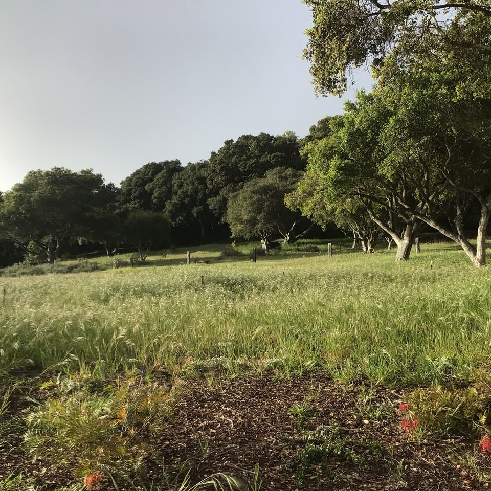 525 Pini Rd #NA - Photo 2 of 29