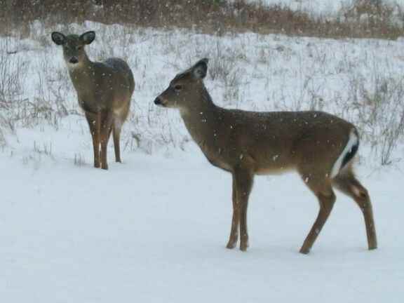 Village Glen - Photo 7 of 11