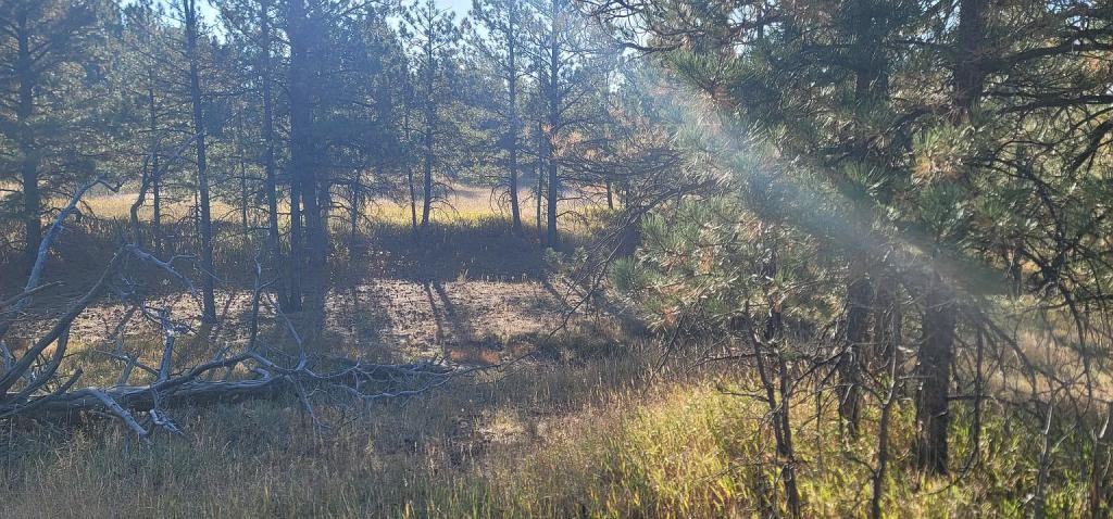 11862 Elkhorn Dr - Photo 6 of 32