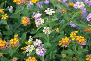 featured image of 2636 N Indian Canyon Dr