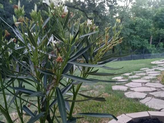 3901 Ringdove Way #NA - Photo 3 of 41